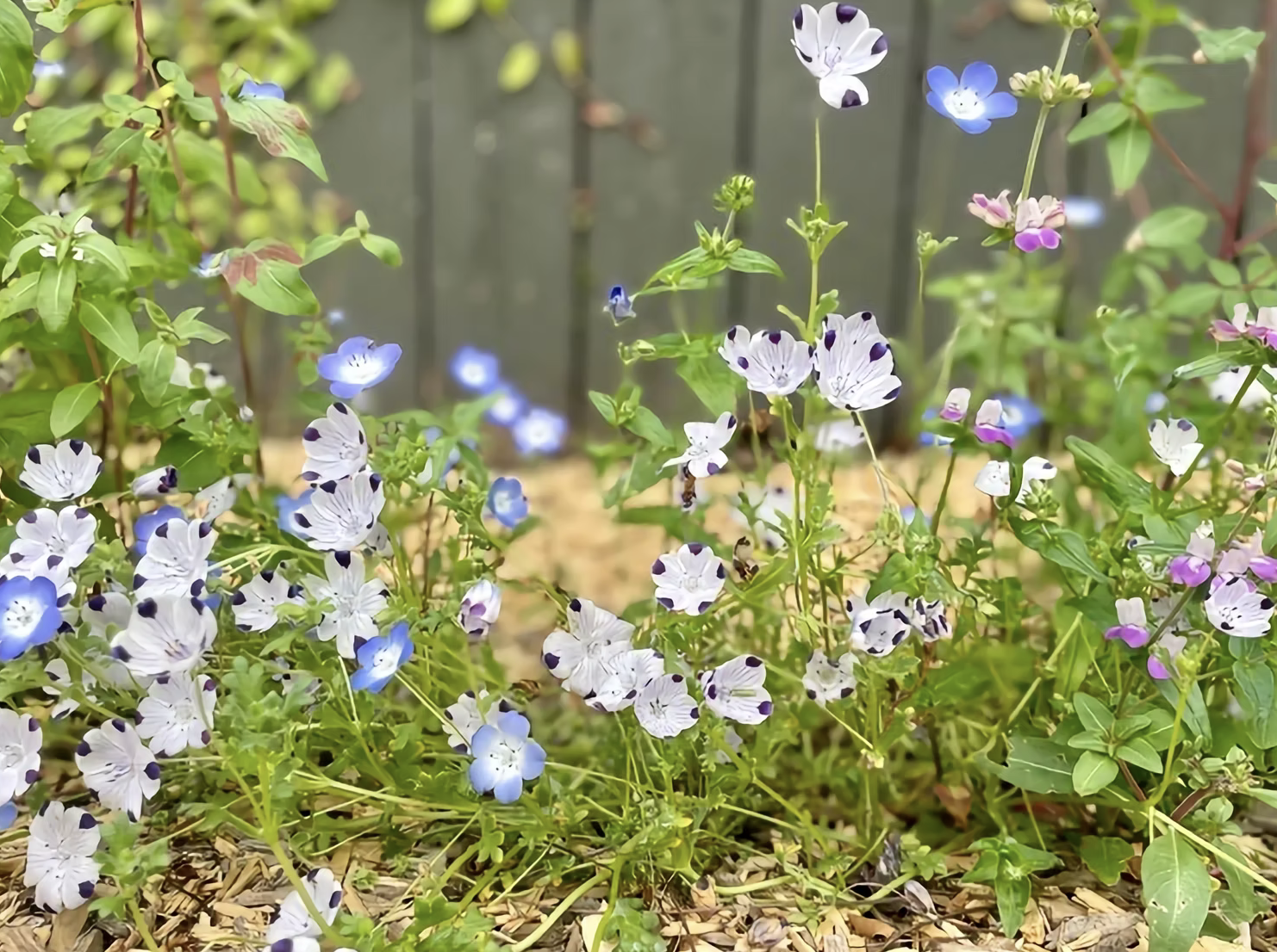Baby blue eyes wildflowers