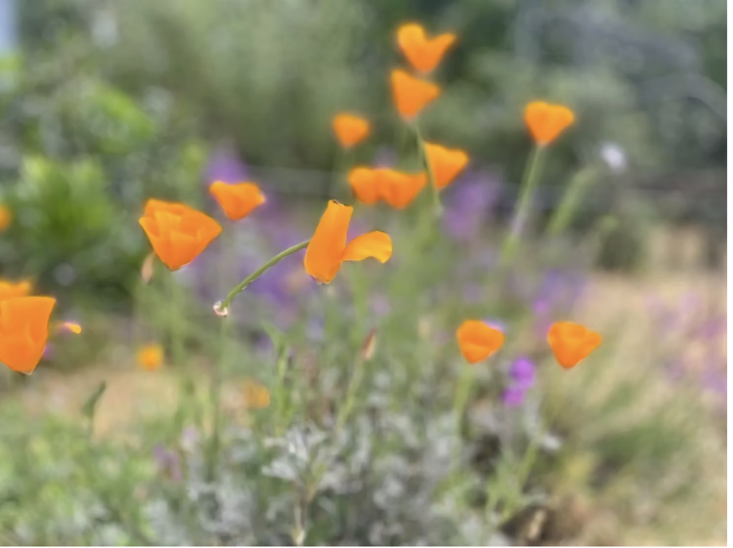 California poppies in bloom