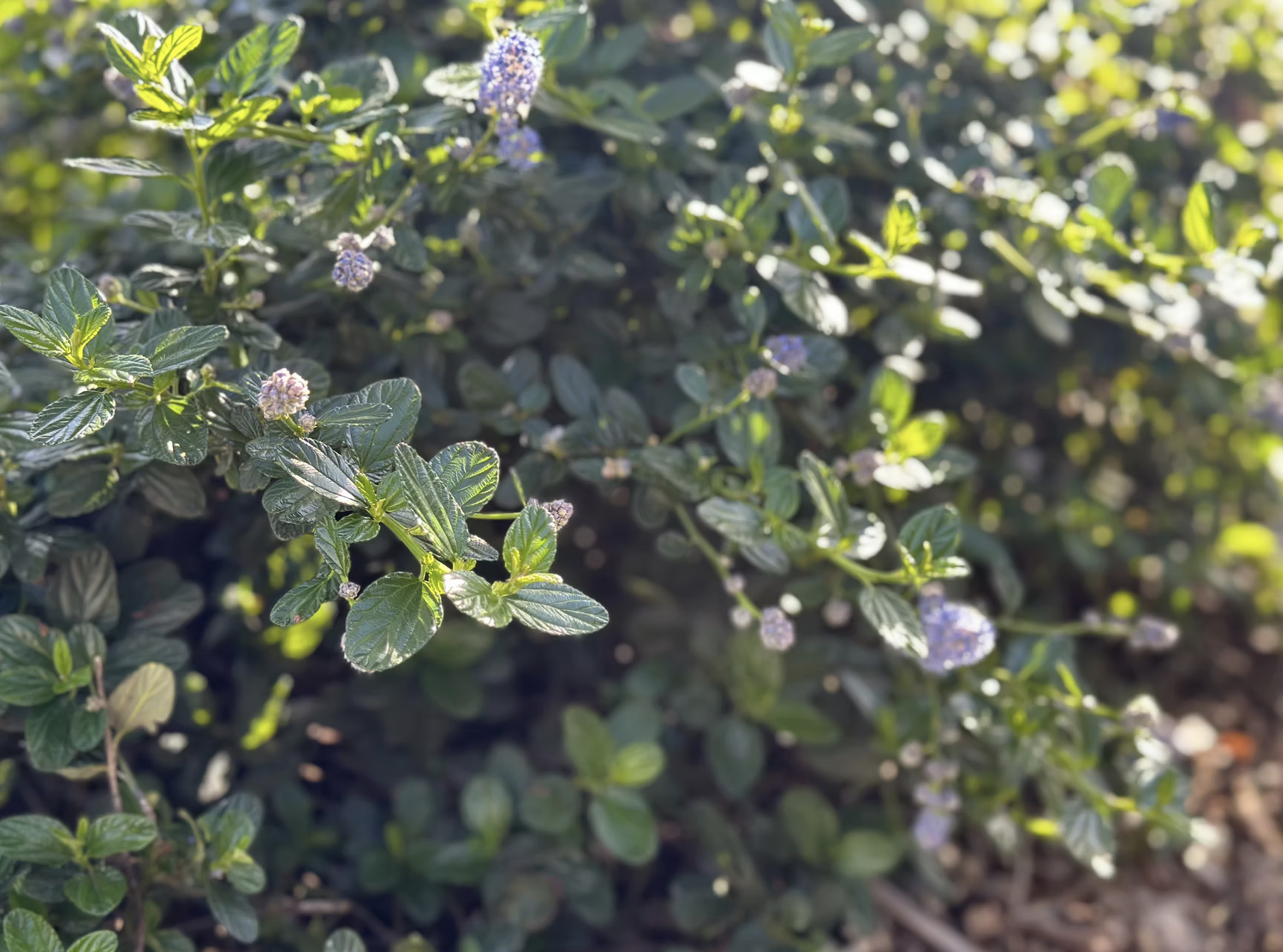 Ceanothus shrub with small blue-purple flowers