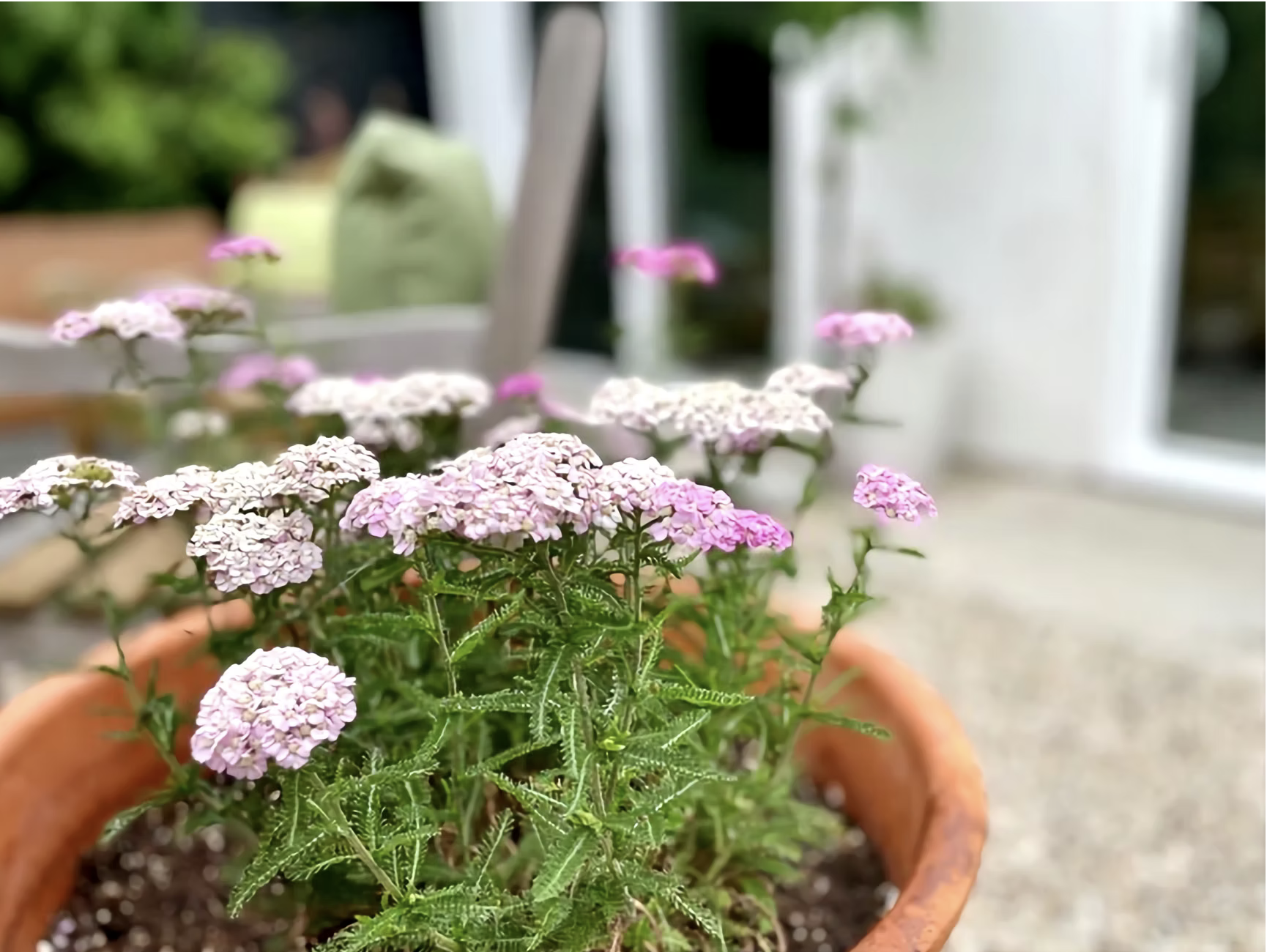 Pink yarrow flowers in a terracotta pot on a garden patio
