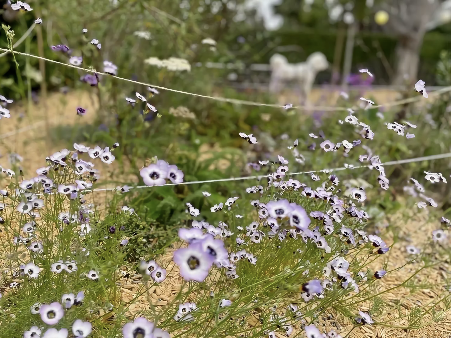 Purple and white gilia wildflowers in a native garden