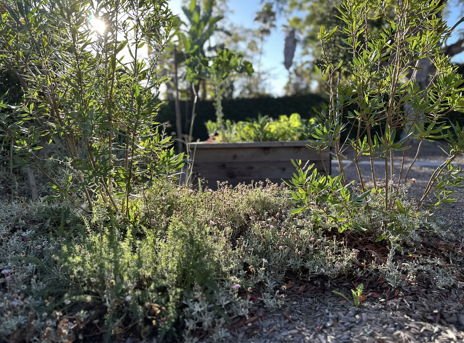 Mixed herb and native plant garden