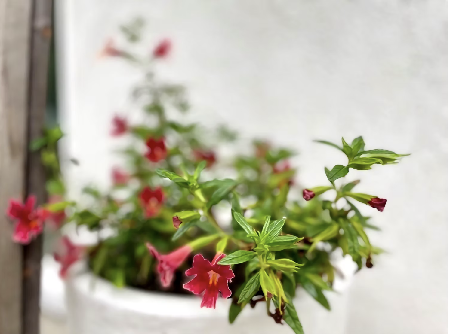 Bright native flowers