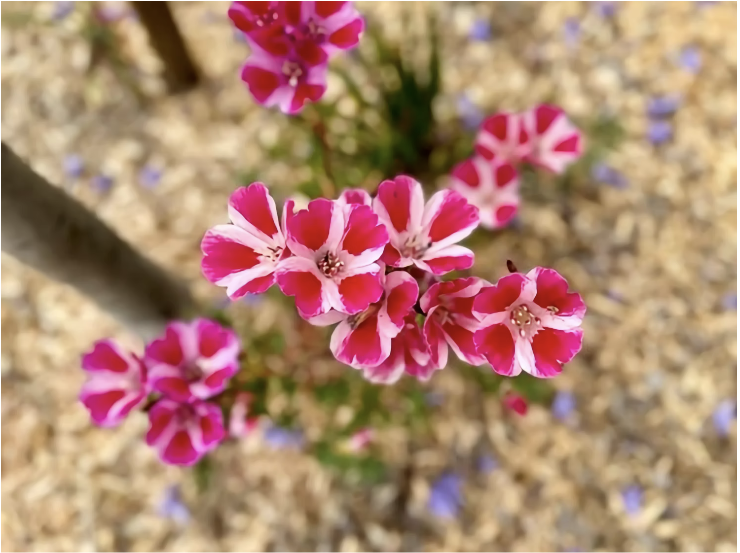 Close-up of pink and white native clarkia flowers