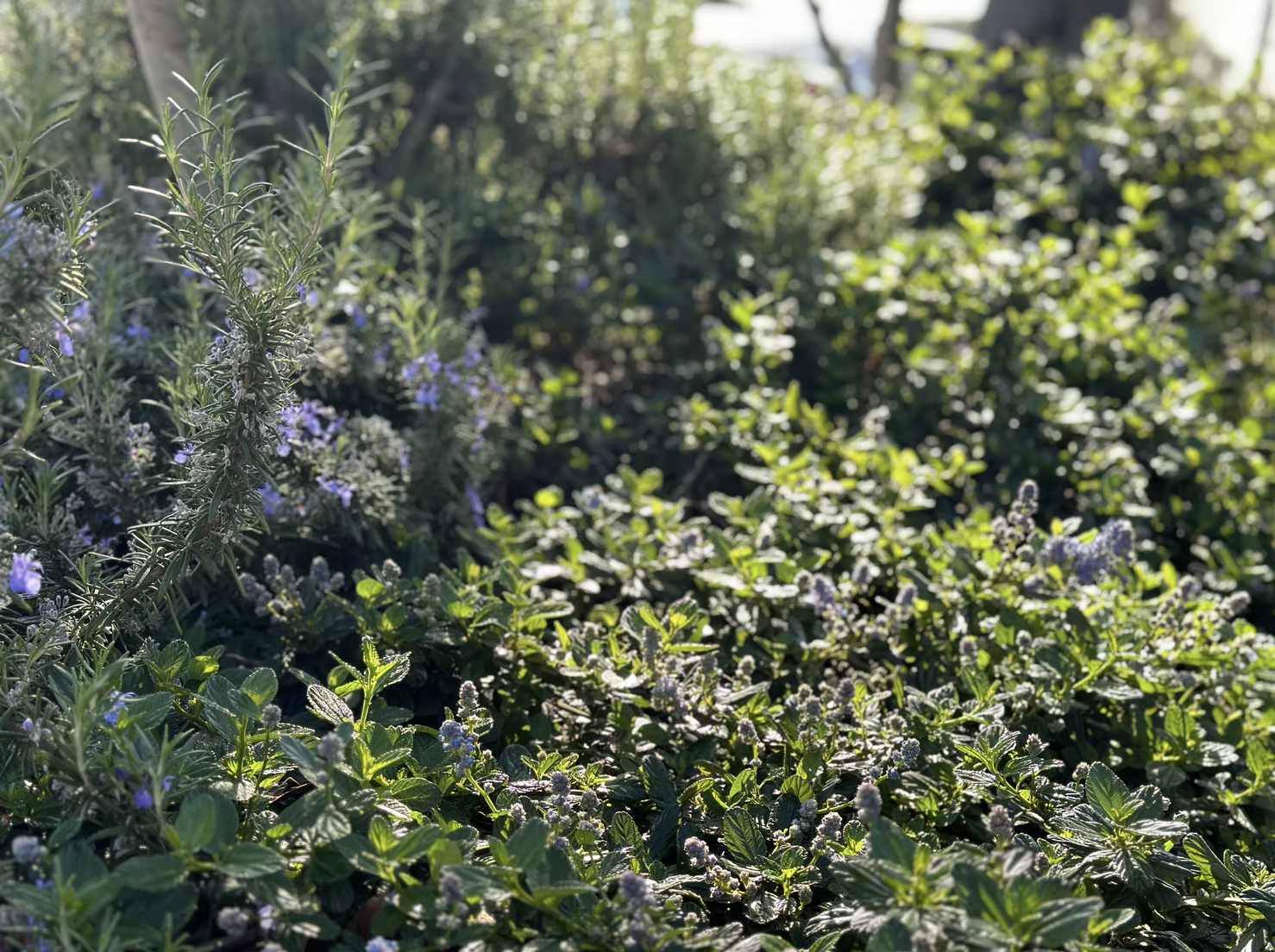 Native groundcover plants with small blue flowers