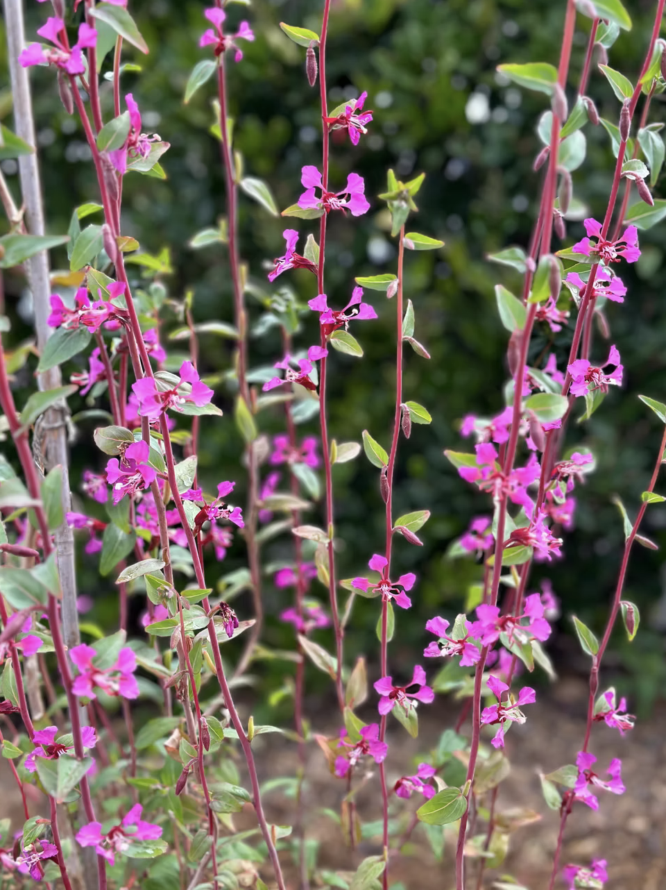 Pink clarkia flowers on tall stems