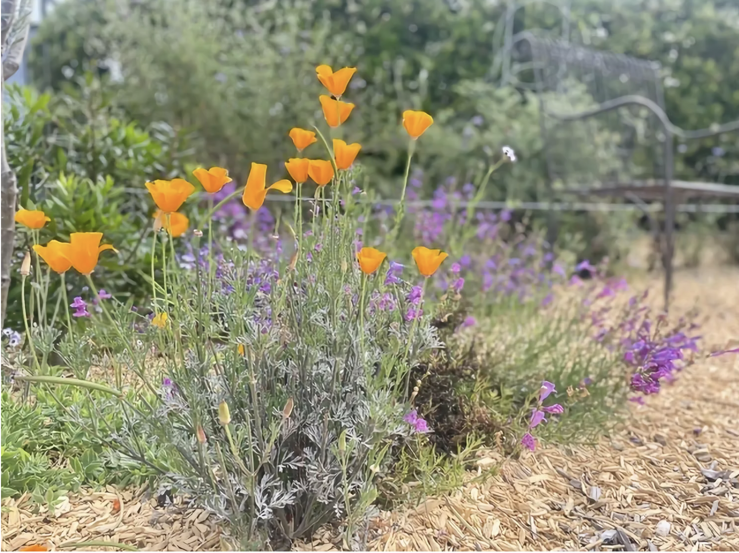 California poppies and purple sage in mulched garden bed