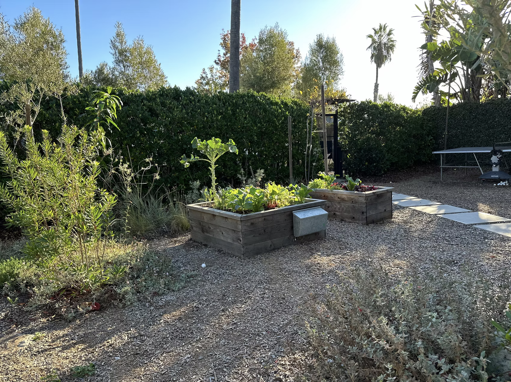 Raised garden beds with vegetables and native plants
