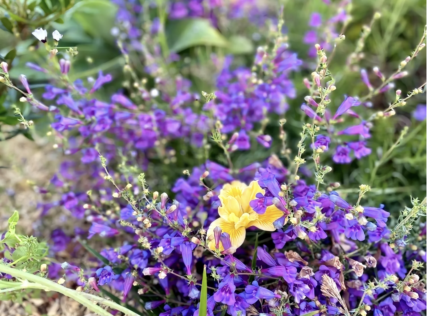 Vibrant purple sage and yellow wildflowers in a native garden