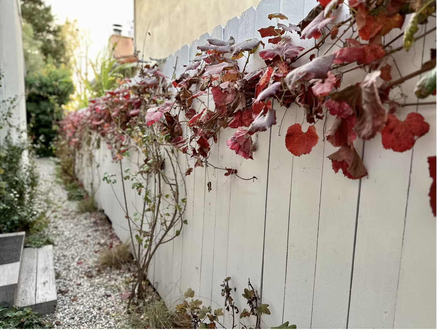 Native grape vine growing along a white fence