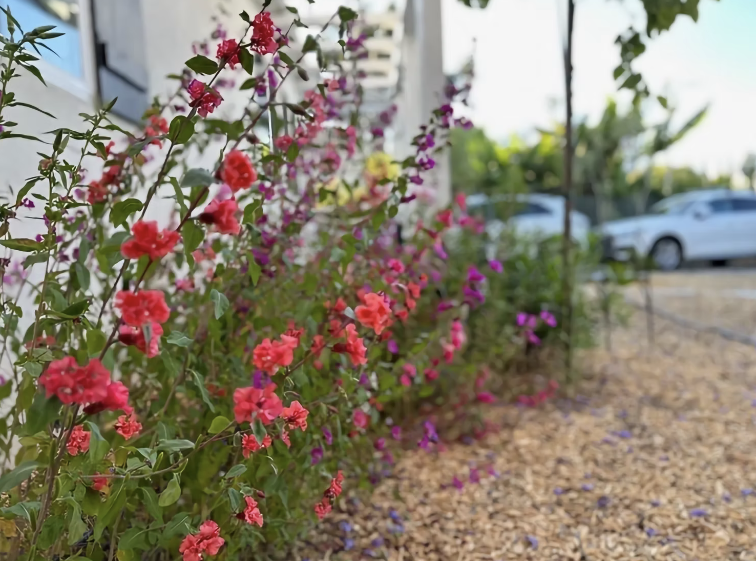 Pink and red native wildflowers along a building edge