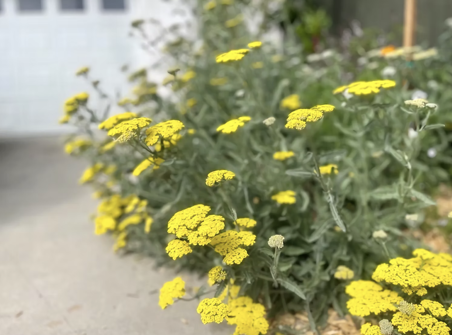 Yellow yarrow in bloom